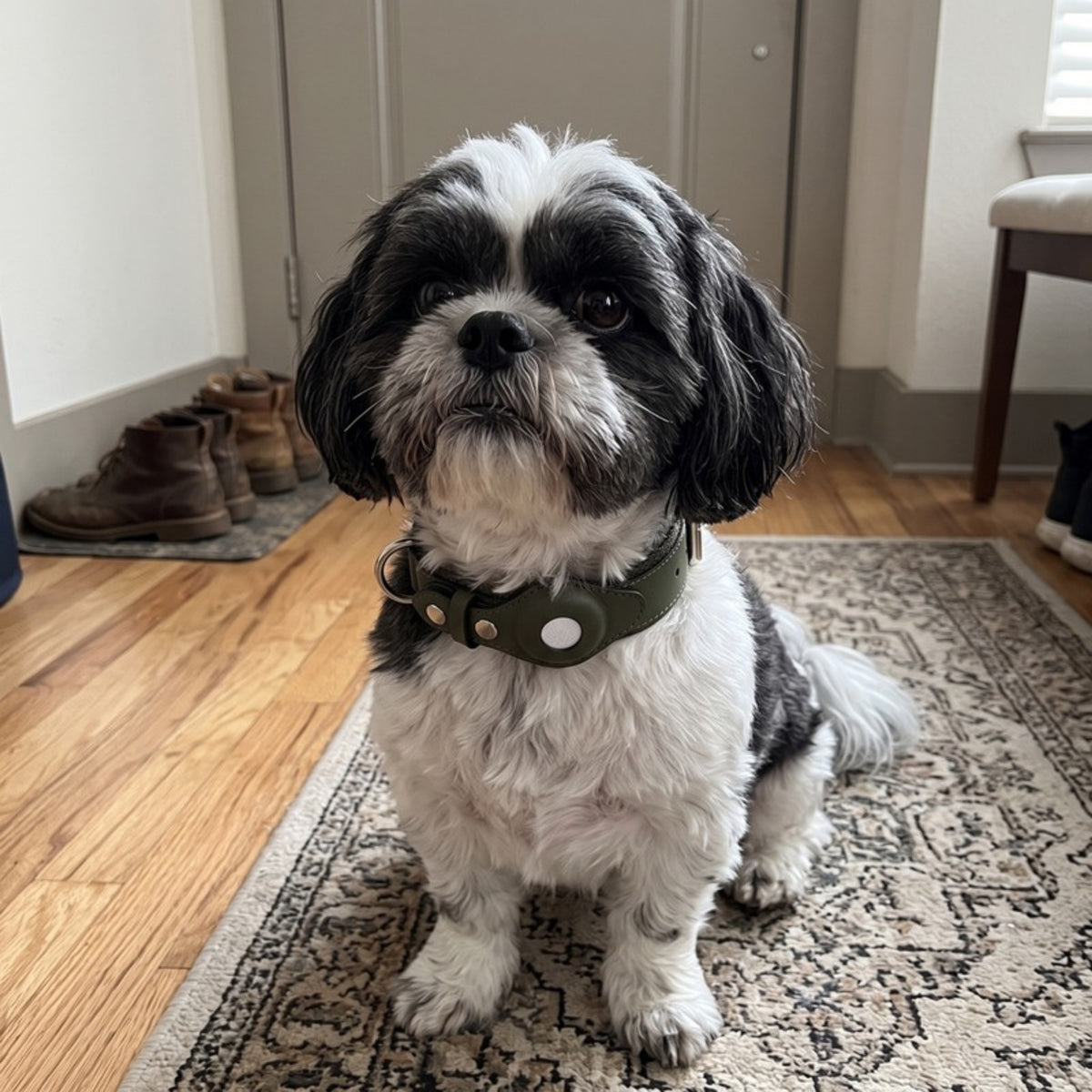 Woofidoo AirTag Dog Collar