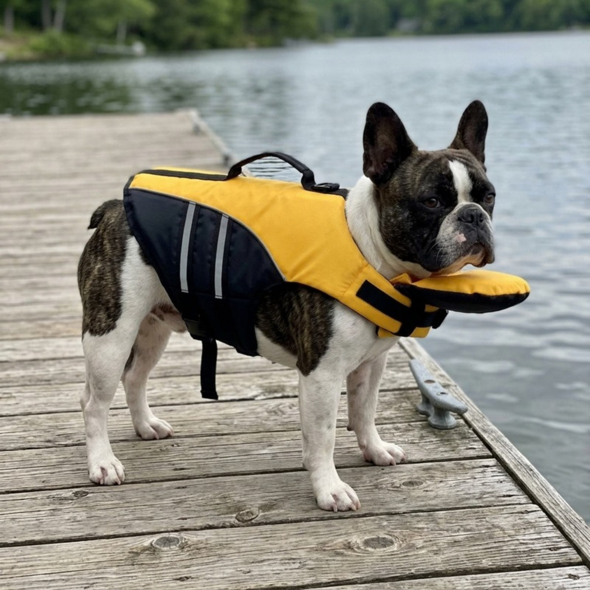 Woofidoo Dog Life Jacket