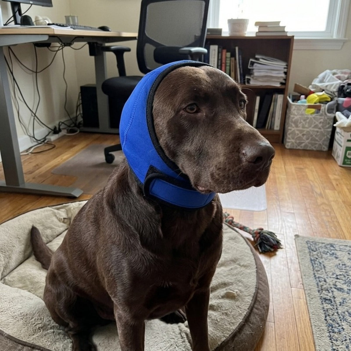 Woofidoo Dog Calming Noise Hood