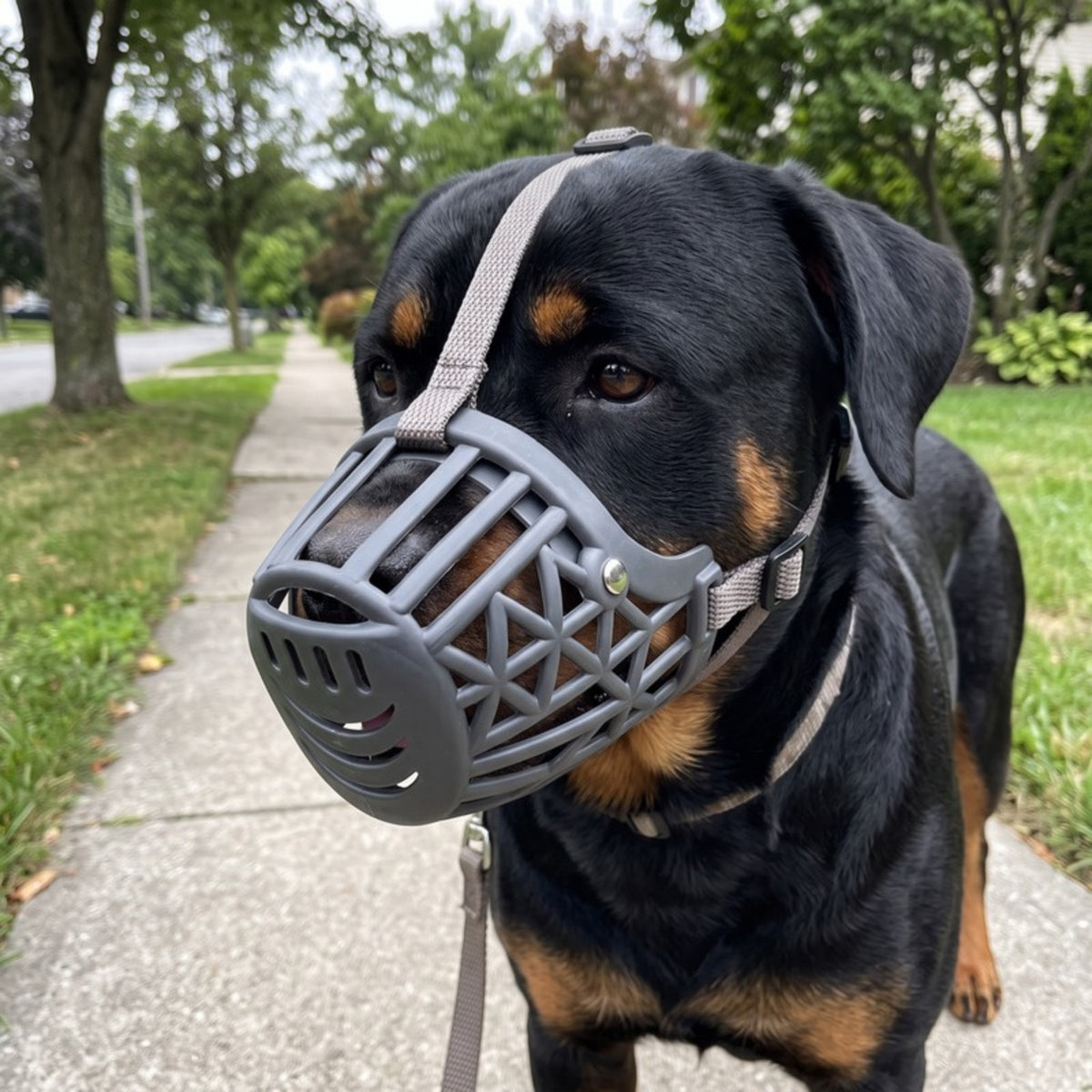 Woofidoo Guardian Basket Dog Muzzle