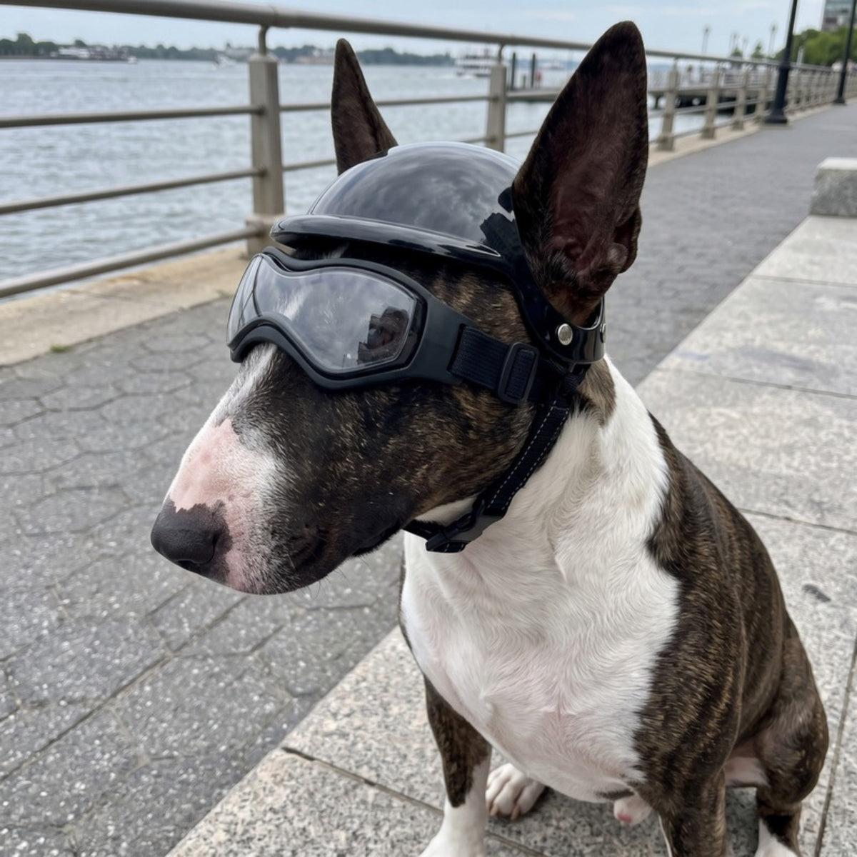 Woofidoo Dog Goggles and Helmet Set