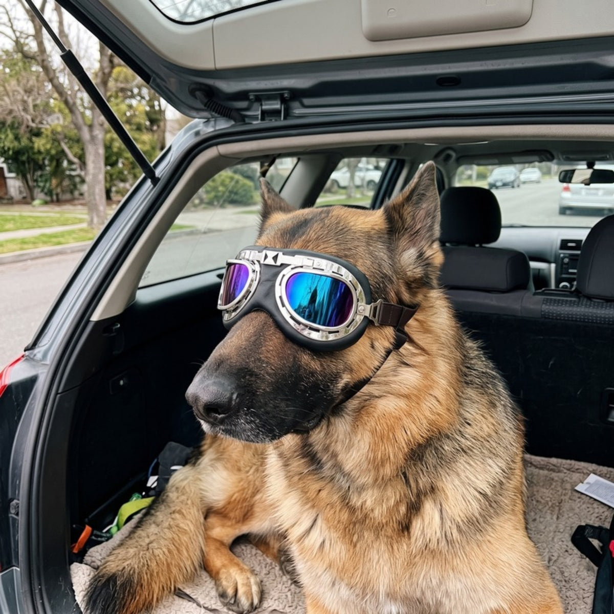 Woofidoo Aviator Dog Goggles