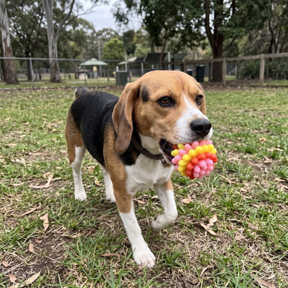 Woofidoo Bounce Dog Chew Ball
