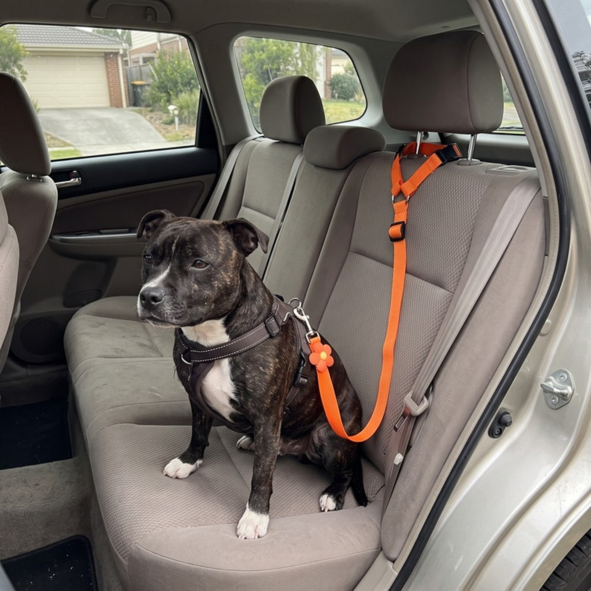 Woofidoo Dog Car Safety Leash