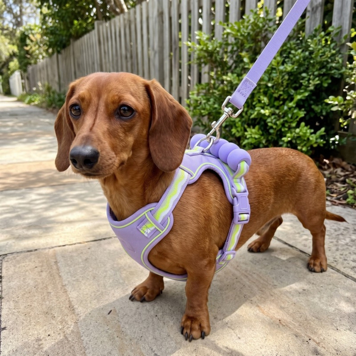 Woofidoo Lockstep Escape Proof Dog Harness