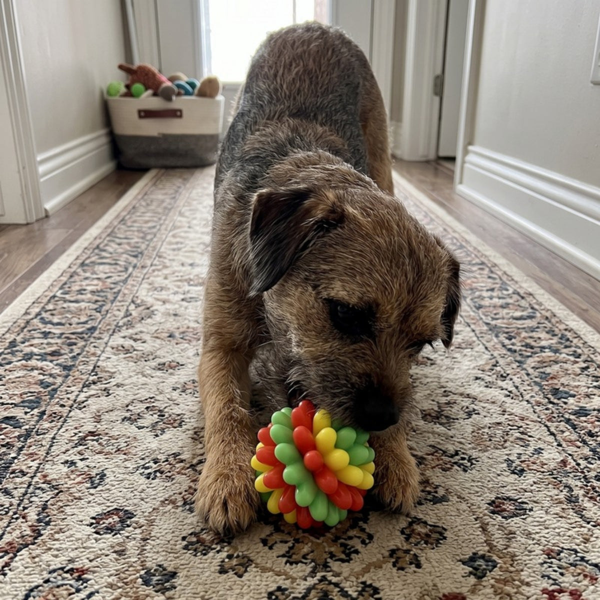 Woofidoo Gnawster Dog Teething Ball