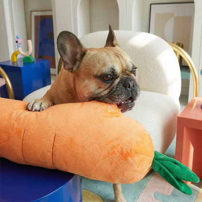 French bulldog chewing a giant orange plush carrot dog toy with green leafy top.