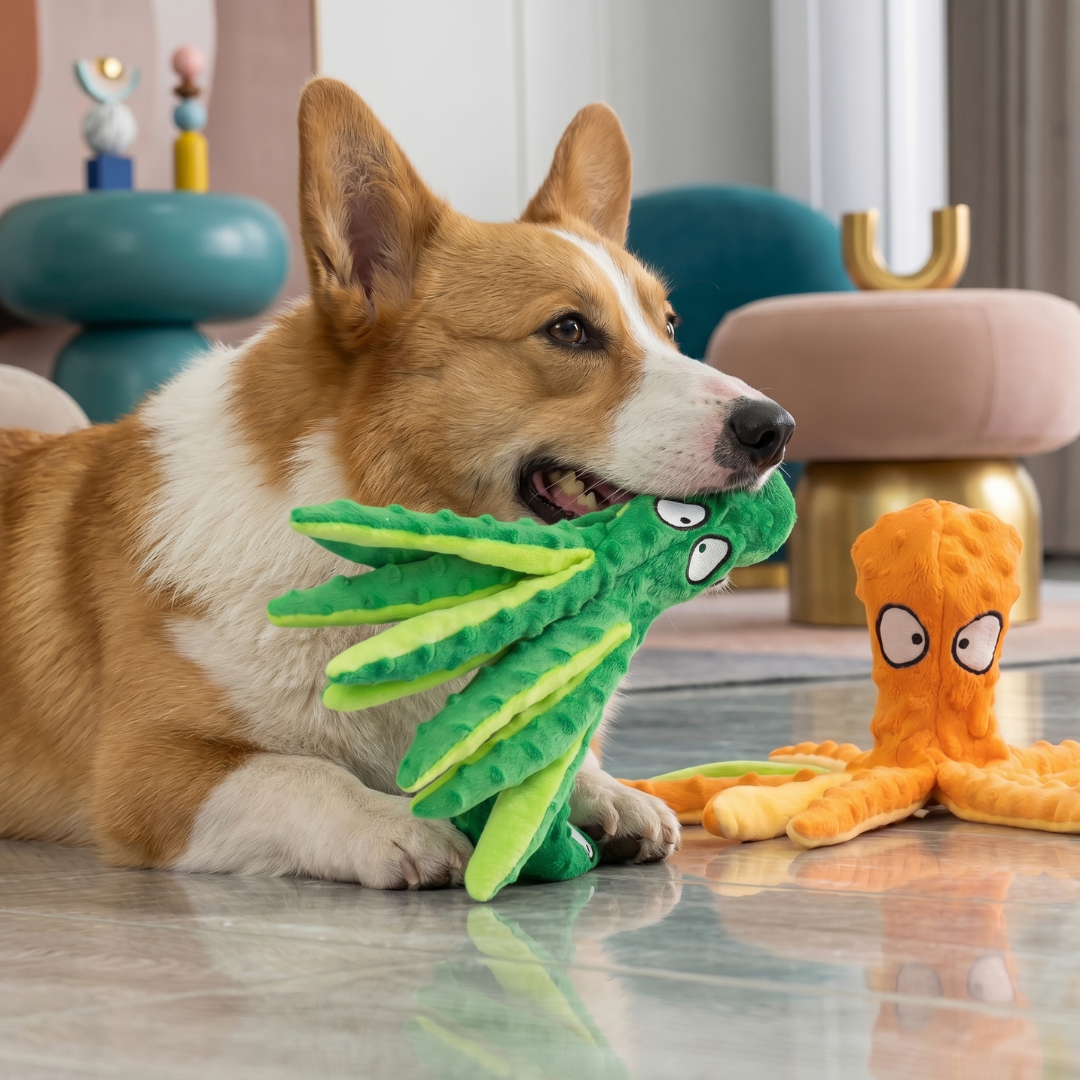 Corgi dog playing with a green plush squeaky octopus toy, with an orange octopus toy nearby.