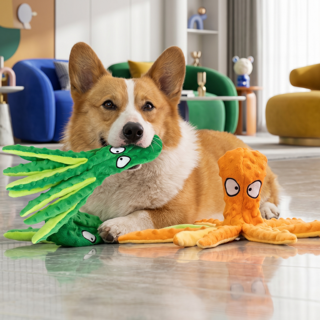 Corgi dog playing with a green plush squeaky octopus toy, with an orange one nearby.
