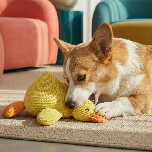Corgi dog chewing a yellow knitted duck toy with orange beak and feet on a beige rug.